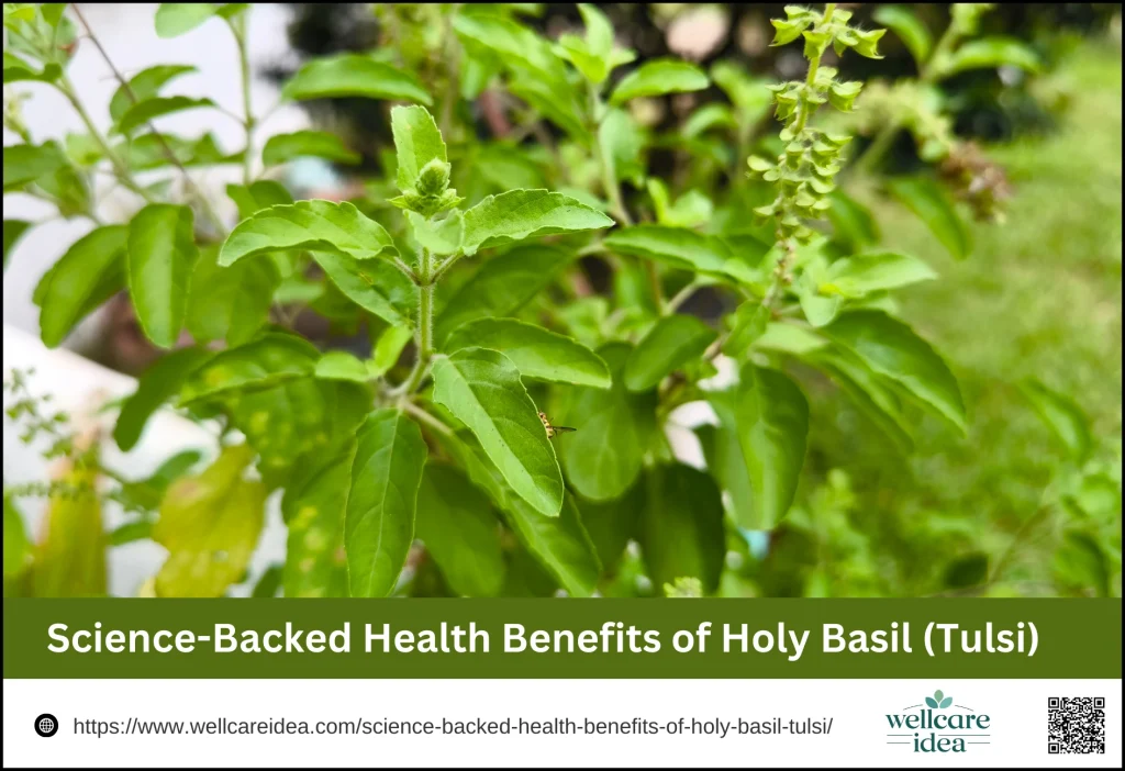 Science-Backed Health Benefits of Holy Basil (Tulsi)